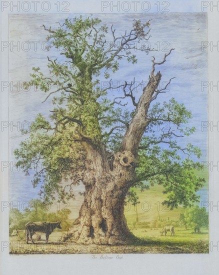 Famous old trees, The Shelton Oak, also known as Owen Glendwr's Observatory or Glendower Oak, was a very old oak tree near Shrewsbury, England. It may be the grette Oak at Shelton, mentioned in a document from the time of Henry III (1216-1272) . The tree had fallen in 1940 and its remains were removed in the 1950s, England, Historical, Digitally restored reproduction from a 19th century master, coloured, Record date not stated