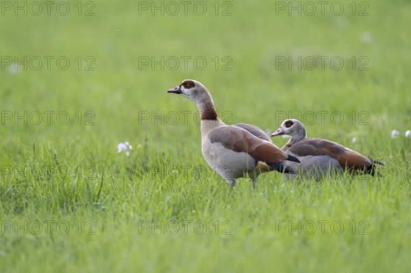 Egyptian goose (Alopochen aegyptiaca), Vulkaneifel, Rhineland-Palatinate, Germany