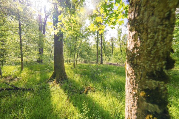 Sunbeams penetrate the forest floor and illuminate the grass, forest pasture project, compensatory measure for the Hermann Hesse railway, Gechingen, Calw district, Germany