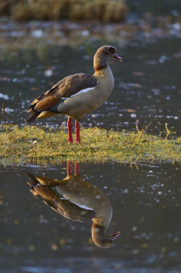 Nile goose (Alopochen aegyptiaca), goose standing at the water with clear reflection of the surroundings, spring, Bavaria, Germany