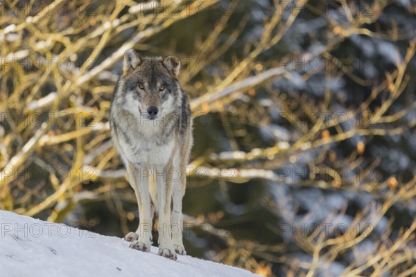 An adult male grey wolf (Canis lupus lupus) stands on a sloping, snow-covered meadow at the edge of a forest on a cold, sunny day. A forest can be seen in the background