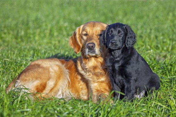 Golden retriever and black flat-coated retriever, cute 9-week-old puppy in field, gundog, hunting dog breed originating from England