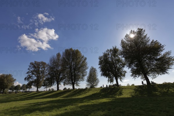 Backlit avenue, blue sky, Rhine meadows Niederkassel, Düsseldorf, North Rhine-Westphalia, Germany