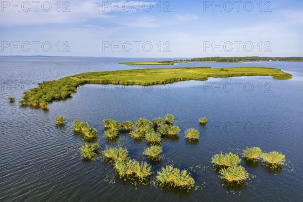 Aerial view, drone photo: Lysa Wyspa island covered with reeds, Kahleberg, Nowe Warpno, Szczecin Lagoon, Poland