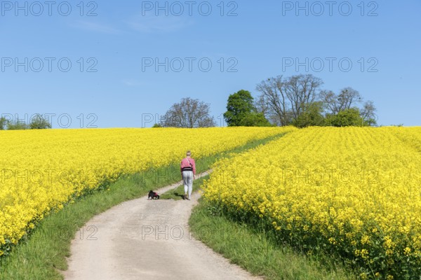 A person with a dog walks on a field path through yellow rape fields, woman, Baden-Württemberg, Germany