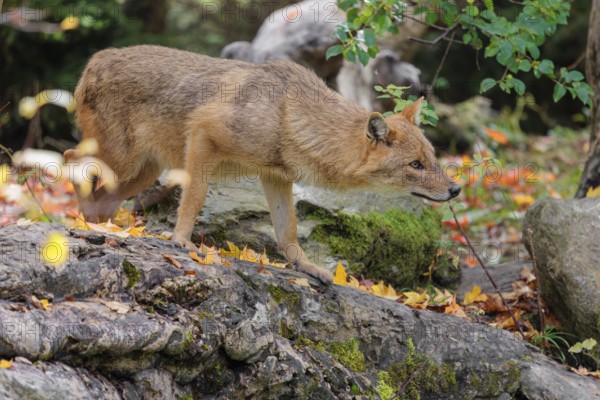 A golden jackal (Canis aureus) stands on a rotting tree lying on the ground between bushes and rocks at the edge of the forest