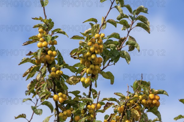Apple tree, crab apple (Malus sylvestris), Strucklahnungshörn, Nordstrand, Nordfriesland, Schleswig-Holstein, Germany