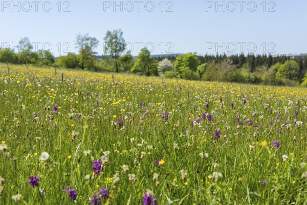 Klengelwiese on the Geisingberg in bloom, mountain meadow with rare plants, including orchids such as the Western marsh orchid (Dactylorhiza majalis), Altenberg, Osterzgebirge, Saxony, Germany