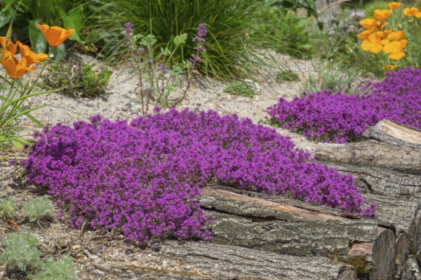 Red sand thyme (Coccineus), Münsterland, North Rhine-Westphalia, Germany