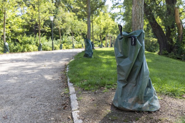 Irrigation bags protect the trees from drought, Schwanenteichpark Zwickau, Saxony, Germany