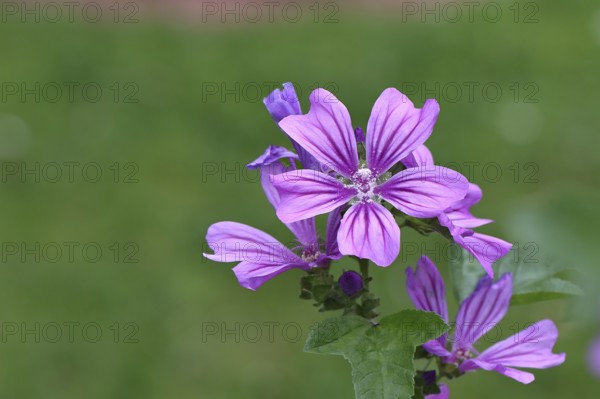 Common mallow (Malva sylvestris), flower in a meadow, medicinal plant, aromatic plant, medicinal use, Wilnsdorf, North Rhine-Westphalia, Germany