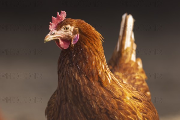 Close-up of a single brown hen, domestic fowl, Rhineland-Palatinate, Germany