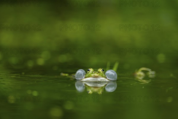 Edible frog (Pelophylax esculentus) in a little lake in the water, Bavaria, Germany