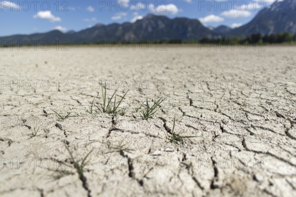 Cracked, dried out ground, waterless Forggensee in spring, behind it Tegelberg massif and Säuling, Ammergau Alps, near Füssen, Ostallgäu, Bavaria, Germany