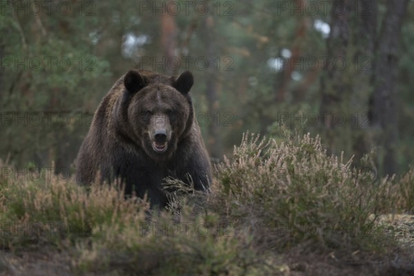 Direct eye contact... European brown bear (Ursus (genus), adult, particularly strong animal, encounter in the forest, bear in aggressive defence posture, defensive posture, attack posture, native nature, Central Europe