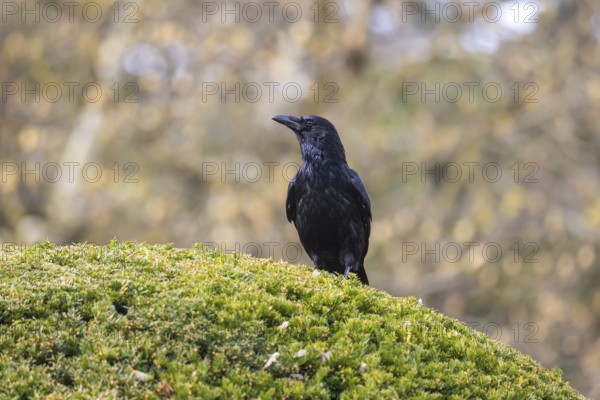 Crow, family of corvids (Corvidae) . Baden-Württemberg, Germany