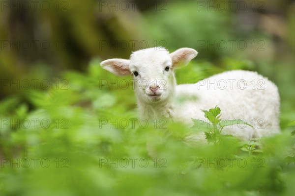 Domestic sheep (Ovis orientalis aries) lamb on a meadow, Bavaria, Germany