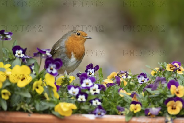 European robin (Erithacus rubecula) adult bird on garden plant pot with pansy flowers in spring, England, United Kingdom