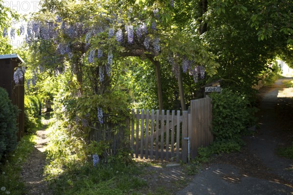 Wisteria in bloom, entwining an archway at the entrance to a garden, Altklotzsche, Dresden, Saxony, Germany