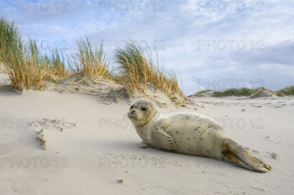 Common Seal (Phoca vitulina) juvenile in dunes, Spiekeroog, Germany