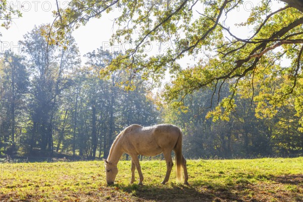 Horse on a pasture in autumn, Jutta-Park Grimma, Saxony, Germany