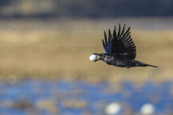 Northern Raven (Corvus corax) flying with goose egg in its beak, Lower Saxony, Germany