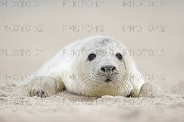 Grey seal (Halichoerus grypus), young animal crawls through the sand on the beach of Helgoland, looking for its mother, looks sad, woolly white fur, lanugo, baby grey seal, baby animal, cute baby animals, funny, humour, Helgoland, Schleswig-Holstein, Germany
