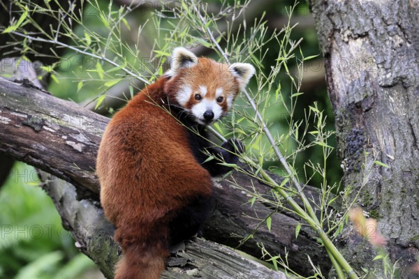 Western Red panda (Ailurus fulgens), adult, on tree trunk, Himalayas, Central Asia