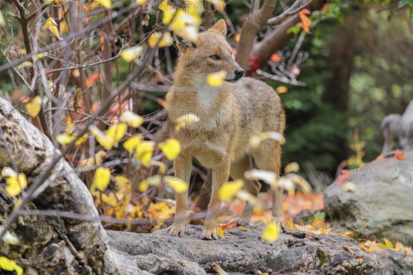 A golden jackal (Canis aureus) stands on a rotting tree lying on the ground between bushes and rocks at the edge of the forest