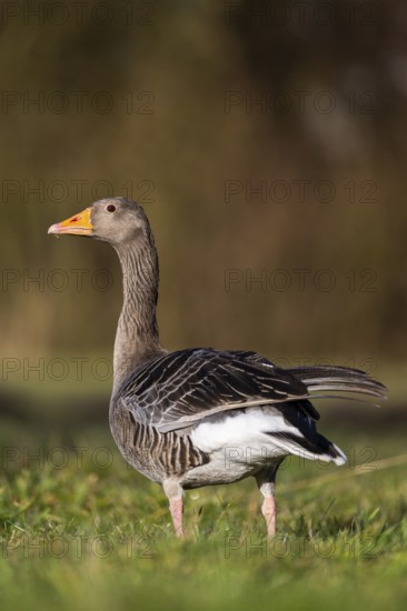 Greylag goose (Anser anser) standing on a meadow in spring, Bavaria, Germany
