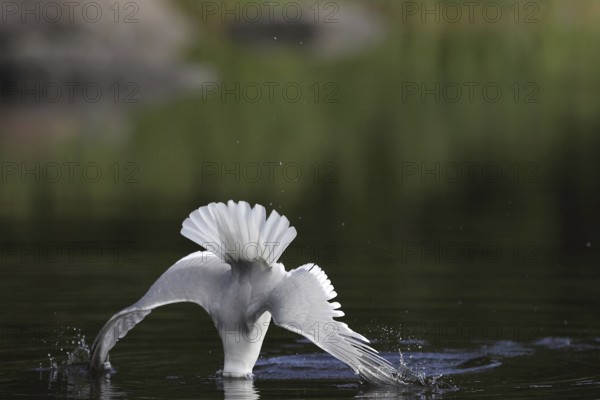 Mew Gull (Larus canus) flying, Sweden
