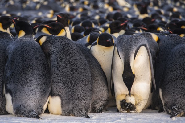 Emperor Penguin (Aptenodytes forsteri), Queen Maud Land, Antarctica