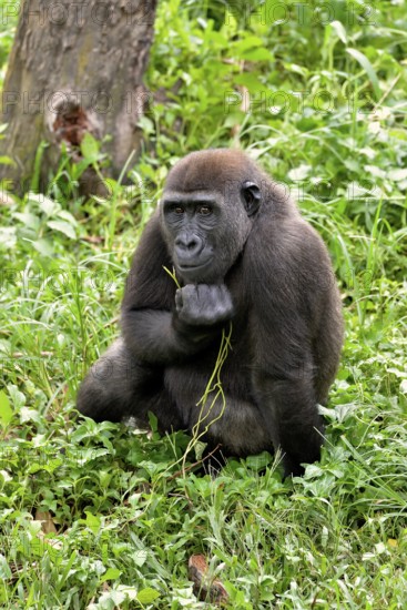 Western Lowland Gorilla (Gorilla gorilla gorilla), captive, South-West Region, Cameroon