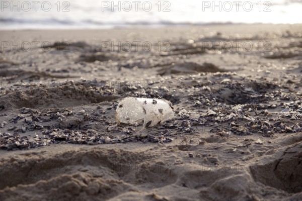 Plastic waste, pollution, Mediterranean Sea, Majorca, waste, A plastic cup washed up on the beach in Majorca