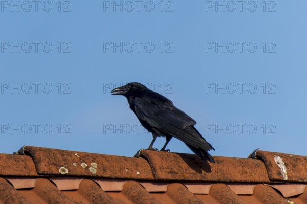 A black crow sitting on a red tiled roof under a blue sky, Raven crow (Corvus corone) wildlife, Germany