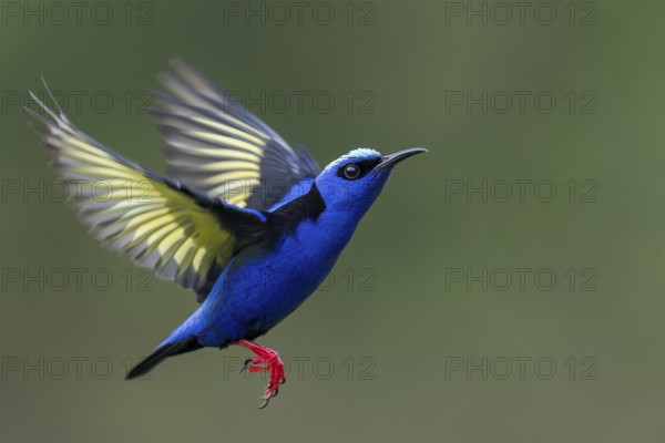 Red-legged Honeycreeper (Cyanerpes cyaneus) flying in Costa Rica