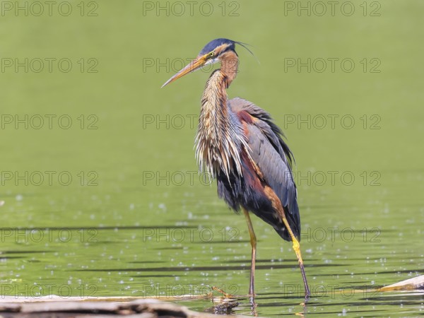 Purple heron (Ardea purpurea), standing attentively on a branch in the water, wildlife, birds, heron, rare breeding bird, migratory bird, Waghäusel, Baden-Württemberg, Germany