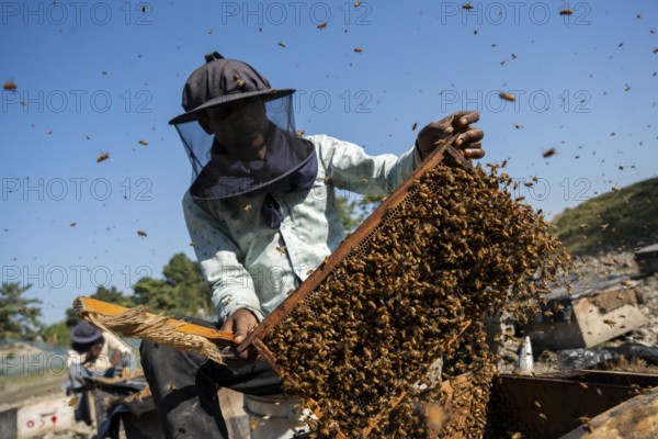 Beekeeper pulls honeycombs out of beehives to extract honey in a honey production unit near a mustard field on December 17, 2024 in Barpeta, India.