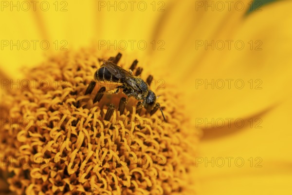 Wild bee (Osmia bicolor) collects pollen from a yellow flower, macro photograph, Ternitz, Lower Austria, Austria