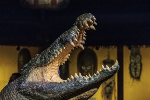 Taxidermy alligator with open mouth and large teeth on display at the St. Augustine Alligator Farm Zoological Park in Florida