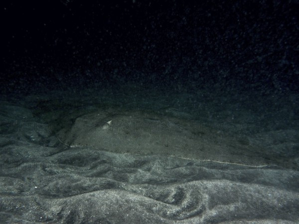 Butterfly ray (Gymnura altavela) resting on the sandy bottom at night, Playa dive site, Los Cristianos, Tenerife, Canary Islands, Spain