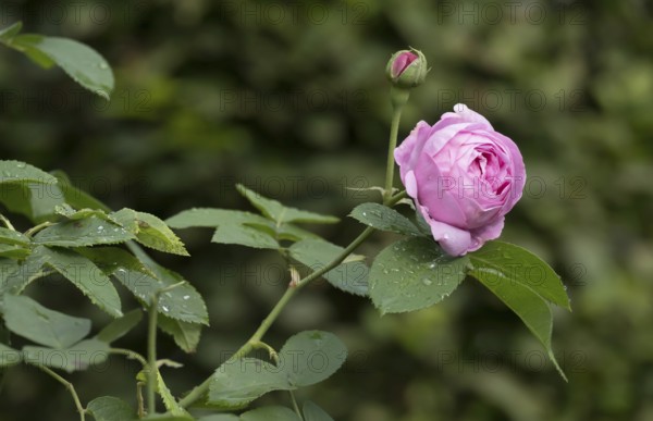Rose (Rosa sp.) with raindrops, North Rhine-Westphalia, Germany