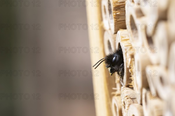 Horned mason bee (Osmia cornuta), looking out of its nesting tube, insect hotel, Oberhausen, Ruhr area, North Rhine-Westphalia, Germany