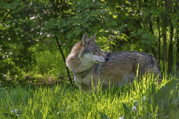 Eurasian wolf, European grey wolf (Canis lupus lupus) looking backward in thicket, underbrush at edge of forest
