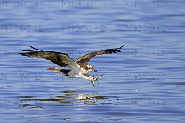 Western osprey (Pandion haliaetus) in flight, diving with feet stretched forward and open claws to catch fish from surface of lake in late summer