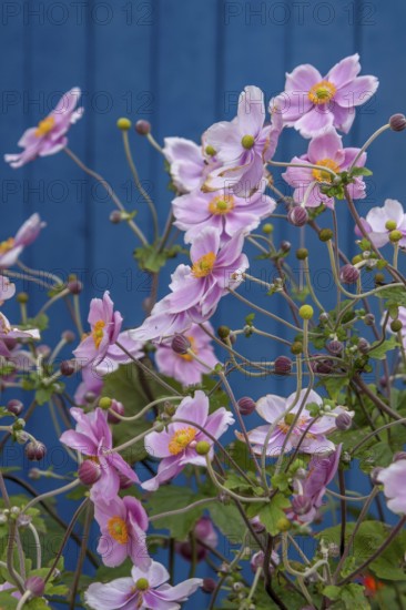 Autumn anemones in front of a blue wooden door, Brittany, France