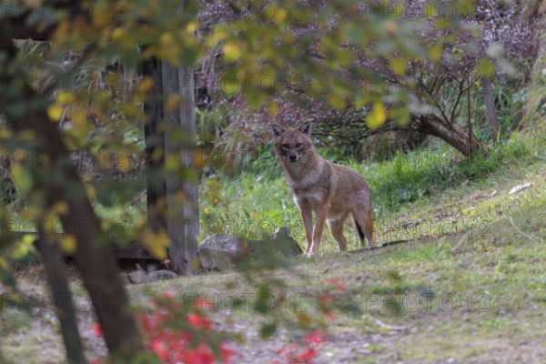 A golden jackal (Canis aureus) stands on a green meadow between bushes and rocks