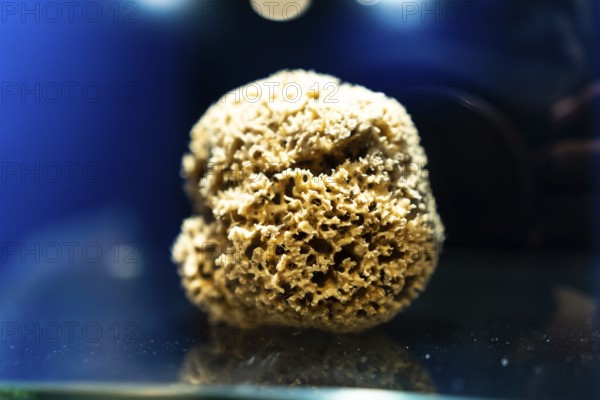 Close up of a dry, porous natural sea sponge displayed on a glass surface against a vibrant blue backdrop