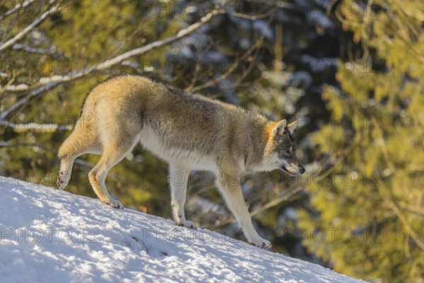 A young grey wolf (Canis lupus lupus) runs across the sloping, snow-covered meadow at the edge of a forest on a cold, sunny day