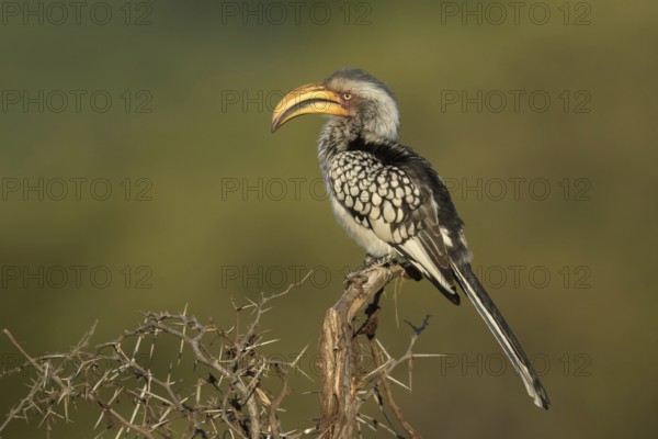 Geelsnaveltok zittend op struik, Southern Yellow-Billed Hornbill sitting on branch